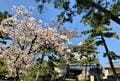 名古屋駅からアクセス良好「桜の名所3選」3月20日ごろから一斉スタート “桜まつり” で春満喫！  愛知県在住ライター厳選のスポット、電車で10分以内の場所も！の画像004