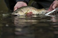 【渓流釣り】「本流は尺クラスのヤマメ連発！ 支流はつぶらな山女たちが躍り出る！」キャッチ＆リリース区間と美しい自然渓流の両方を欲張りに釣り歩く！  神流川・群馬県 2022年