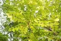 アウトドアでは要注意！  日本中に自生する有毒植物「ヤマウルシ」危険すぎる「毒性」と「症状」知っておきたい「見分け方」とは