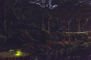5月中旬から6月中旬がシーズン！「神秘の光」ホタルに出会えるおすすめ「関西エリアキャンプ場」3選