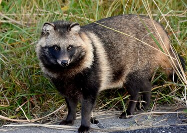 日本の山で見かける野生動物たち「あなたはどの動物にあったことが