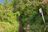 旅行中に見かけて一目惚れ！ 新緑が美しい「5月の由布岳」分岐から選べる双耳峰「西峰・東峰」ルートを歩いてみた！「登山レポ」の画像005