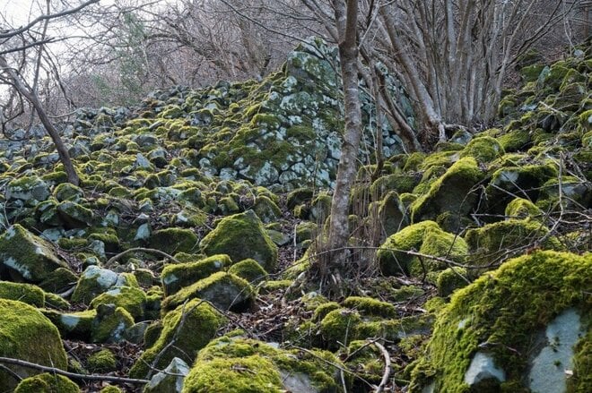 【首都圏近郊おすすめ低山ハイキングコース】2025年登り初めは武田家の歴史と観音様が待つ「要害山縦走コース」への画像005