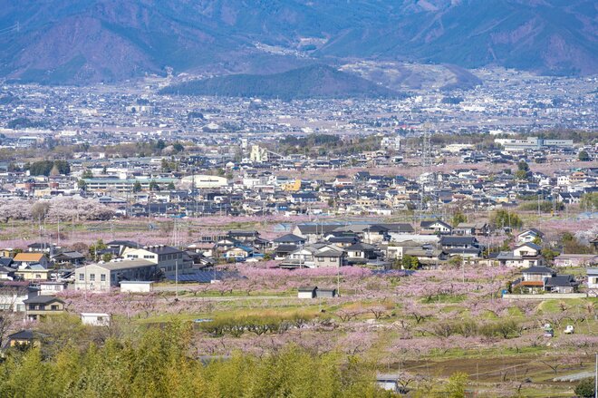 フルーツ王国・山梨の春はピンク色！ 桜から桃の花へ！ 開花ラッシュで花見に大忙しの “桃源郷” 甲府盆地【山梨県】2022年の画像008