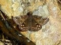 「この虫はガ？ それともチョウ？」 秋に花壇で見られる ”地味” な虫に注目【あなたのすぐそばにいる「季節の虫」の探し方 vol.11】の画像008