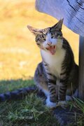 “さくらねこ” 発祥の島で【琉球島猫百景 vol.06　石垣島〈1〉】の画像009
