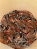 闇夜に光る春の味…「身投げ」ホタルイカすくいに挑戦！  ＜富山県＞の画像006