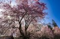 【最高のお花見スポット】信州の山里は花盛り！ 残雪の北アルプスに咲き誇る桜たち「写真映えしすぎる絶景スポットは今が旬！」“番所のベニシダレザクラ” と “立屋のエドヒガンザクラ” 長野県小川村・2022年の画像006