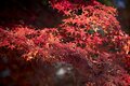盛れる写真テク！  プロカメラマンがそっと教える「紅葉を印象的に綺麗に撮るコツ」の画像001