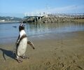 「世界のペンギン」の半分の種類が見られる「長崎ペンギン水族館」 一度は見たい！  かわいい“天然ビーチ”散歩＆マリンアクティビティも楽しめるの画像004