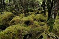 少々の曇りや雨天ならOK「北八ヶ岳・白駒池」 もののけの森で輝く「苔の森」＆名物グルメ「高見石小屋」目指すハイキング！ 運よく晴れたら絶景も！