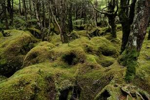 少々の曇りや雨天ならOK「北八ヶ岳・白駒池」 もののけの森で輝く「苔の森」＆名物グルメ「高見石小屋」目指すハイキング！ 運よく晴れたら絶景も！