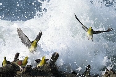 夏だ！ 海だ！ 湘南だ！ 青い海と青い空に舞う緑色のハトの群れ「荒波