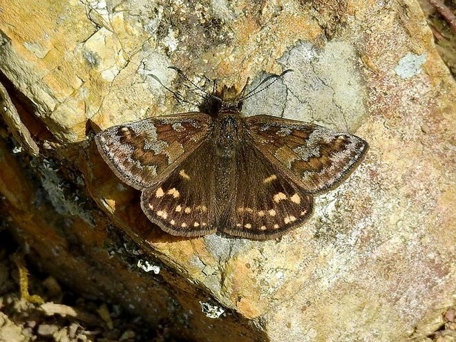 「この虫はガ？ それともチョウ？」 秋に花壇で見られる ”地味” な虫に注目【あなたのすぐそばにいる「季節の虫」の探し方 vol.11】の画像008