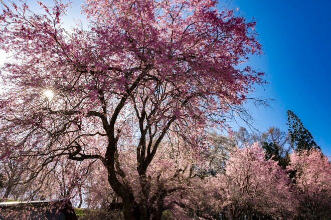 【最高のお花見スポット】信州の山里は花盛り！ 残雪の北アルプスに咲き誇る桜たち「写真映えしすぎる絶景スポットは今が旬！」“番所のベニシダレザクラ” と “立屋のエドヒガンザクラ” 長野県小川村・2022年の画像006