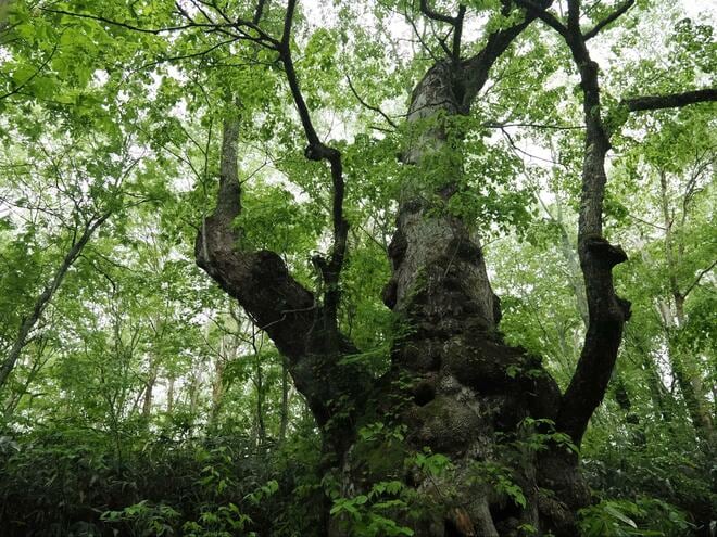 雨や霧で花弁が透き通る “スケルトンフラワー”「サンカヨウ」 梅雨時でもアクセスしやすい、往復約1時間のスポット3選！の画像011