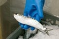 生の魚より栄養豊富！？  缶詰メーカーが「原料の鮮度」にこだわるワケとは【缶詰博士の缶たん”CAN”P料理 vol.55】の画像004