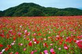 「天空のポピー」彩の国を彩る絶景はまさに楽園【埼玉県・東秩父村/皆野町/長瀞町】の画像005