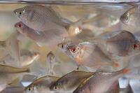 その “アタリ” 極めて繊細＆魚体は “いぶし銀” の冬の装い！  年末年始もOK「寒タナゴ釣り」 都心から90分「野田幸手園」で3時間40匹実釣！  現地レポ