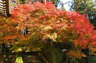 本当は教えたくない「紅葉の京都」1日で「名所5か所」まわれる「800円レンタサイクル」活用術！ クルマは「絶対NG」の「観光ワザ」実践レポ