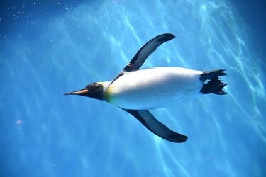 世界のペンギン」の半分の種類が見られる「長崎ペンギン水族館」 一度