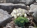 【夏山登山】夏空の下、風に揺られる高山植物の女王「コマクサ」に会いに行く！  2024年の画像003