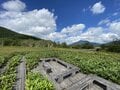 水芭蕉の見ごろ「渋滞する尾瀬」でのマナー「絶景シェア」のための「みんなのNG」とは？「赤面」体験レポの画像002