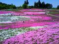 まるで「ピンクの花の海」！  絶景「芝桜の丘」咲き誇る40万株＆展望「見晴らしの丘」ほか「秩父・羊山公園」現地レポの画像003