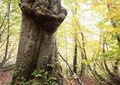 秋の輝き「ブナ紅葉」のカラフル絶景！ 25年通う「現地ほれ込み」ライターが語る「鍋倉山」の魅力フォトレポートの画像002