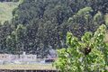 正体不明のナゾの物体「巨大アメーバか？」近づいて仰天！ “風景が霞むほどの”ミツバチの引越しに遭遇したの画像001