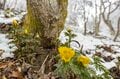  雪のなかじっと春を待つ黄色い妖精！ 「幸せを招く」フクジュソウの群落へ・2022年3月下旬【長野県】の画像013