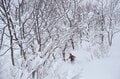 「かぐら、舞子」など首都圏から “アクセス抜群” の湯沢エリア、「斑尾、タングラム、シャルマン」など豪雪がもたらす “パウダーフリークの聖地” の信越エリア【ツリーランが滑れる全国スキー場ガイド vol.3  湯沢・信越 編】の画像002