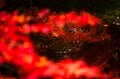 【高遠城址公園】「天下第一の桜の名所で紅葉狩り」歴史の風吹く武田信玄の城跡に輝く紅！《長野県》2022年の画像005