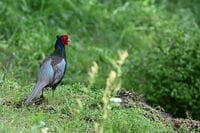 極彩色が美しい “国鳥” キジ『春の里山でオスの堂々のなわばり宣言』 メスのワンオペ育児前の貴重なカップルシーンを目撃した【神奈川県・2025年】