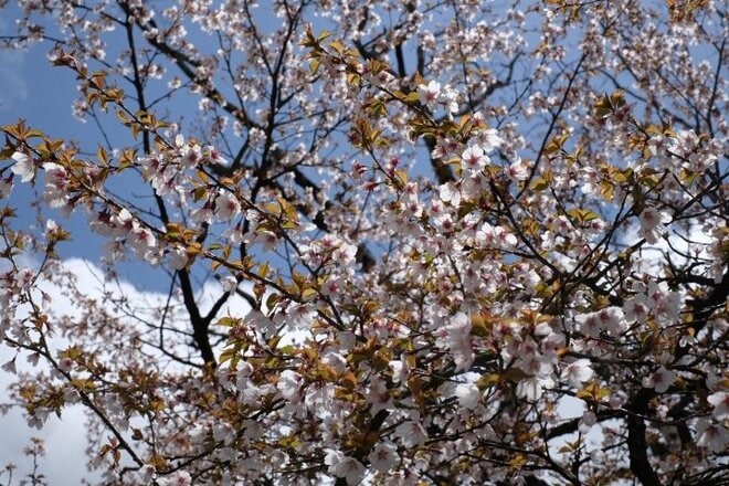 【首都圏近郊ハイキング】5月でもまだ花見ができる山「西丹沢・檜洞丸」への画像020