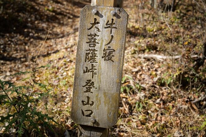【登山口からハイライト】「アップダウンほとんどなし！」 山梨県の東端・大マテイ山の紅葉は今が見頃の画像009