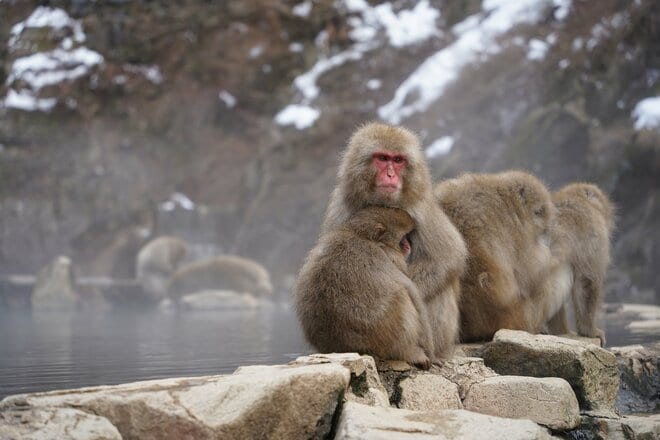 【志賀高原マウンテンリゾート特集・第7回】春スキーの聖地！ まだまだシーズンは終わらない「日本一標高が高いスキー場」がもたらすロングシーズンの画像006