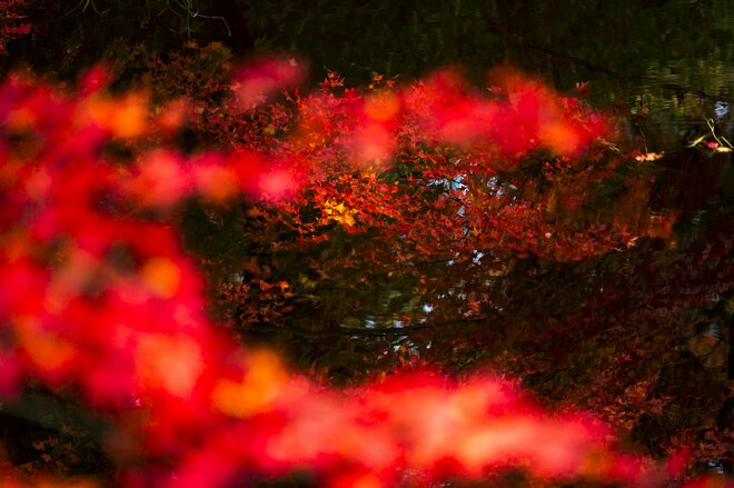 【高遠城址公園】「天下第一の桜の名所で紅葉狩り」歴史の風吹く武田信玄の城跡に輝く紅！《長野県》2022年の画像005