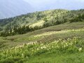 「雲上の花の楽園」夏の会津駒ヶ岳・ワンデイルート【親子旅】の画像004