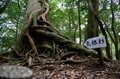 【世界自然遺産・屋久島】屋久杉の巨木「弥生杉・二代杉・気根杉」と苔に包まれた “もののけの森”「白谷雲水峡」をめぐるの画像009
