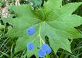これだけは覚えたい「高山植物」11選！ 「よく見かける＆特徴的な色・形」記憶に残りやすい花！【知ると登山がより楽しくなる】の画像004