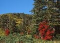 登山歴20年ライターの「紅葉風景」ベスト3　北アルプス・雲ノ平「岩と紅葉」が織りなすしみじみとした色合いのパッチワークの画像011