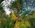 ジブリ映画『もののけ姫』の世界！ 2泊3日、装備14kg、総距離30kmの「世界遺産・屋久島」女子ソロ縦走！「日本百名山・宮之浦岳〜縄文杉〜白谷雲水峡」ルートの画像001