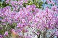 まだ間に合う「首都圏近郊のお花見登山ルート」GWにもおすすめな西丹沢・畦ヶ丸山の開花状況の画像004