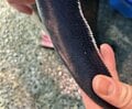 おっとり＆ヨチヨチでも… 実は活発「ペンギンのケンカ」 気性と“武器”とは！  長崎ペンギン水族館に聞きました【かわいいだけじゃない？ ペンギンの生態vol.3】の画像003