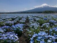 「4月の遭難減少と5月の富士山滑落事故について」2022年4月山梨県警【山岳遭難のリアル】月次レポート