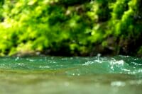 【渓流釣り】雪代トラウトを求めて県境を彷徨うフライフィッシング！ 日本一の川の支流「釣れたのに悲しい」渓流魚の正体とは 《長野県・新潟県 》2023年