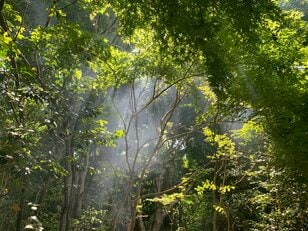 天然由来の虫除け効果に期待「焚き火の煙が蚊を遠ざける！？」信じるか信じないかは、あなた次第です【焚き火の話vol.23】