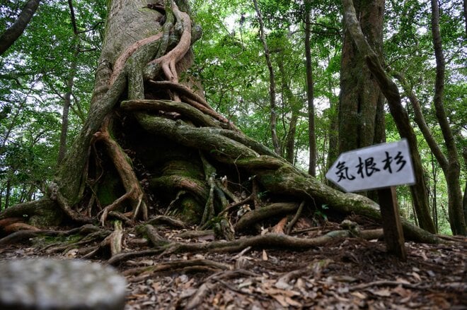 【世界自然遺産・屋久島】屋久杉の巨木「弥生杉・二代杉・気根杉」と苔に包まれた “もののけの森”「白谷雲水峡」をめぐるの画像009