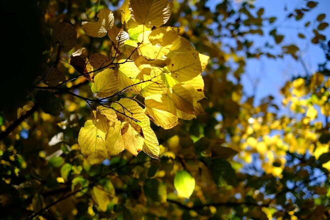【首都圏近郊】1時間半で登頂できる山梨の隠れ名山「小楢山」紅葉の見頃はもうすぐ！の画像010